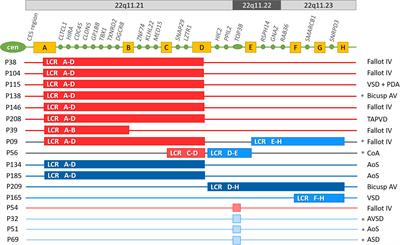 Systemic Screening for 22q11.2 Copy Number Variations in Hungarian Pediatric and Adult Patients With Congenital Heart Diseases Identified Rare Pathogenic Patterns in the Region